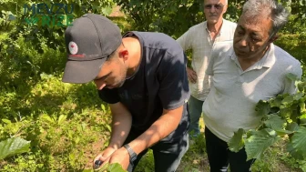 Düzce'de Kokarca Sorununa Çözüm: Samuray Arıları Doğaya Salındı