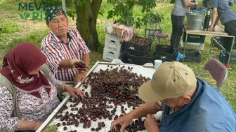 Coğrafi İşaretli Kirazda Yeni Bir Dönem: Rekolte 110 Bin Ton ile Tarih Yazdı!
