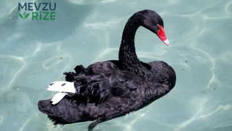 Kuğulu Park’ta heyecan dorukta: Odile ile yarışacak 5 yeni kuğu misafiri yolda!