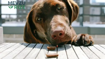 Köpekler için Besin Seçenekleri: Mama Dışında Tüketebilecekleri Sağlıklı Gıdalar