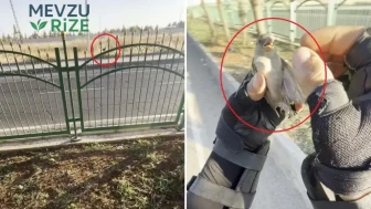 Motokurye, Yolda Gördüğü Küçük Şeyi Fark Ederek Hayat Kurtardı! "Çöp Sanmıştım" Açıklamasıyla Olayı Anlattı.