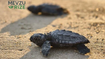 2026'nın İlk Caretta Yavruları Denizde Hayata Merhaba Dedi