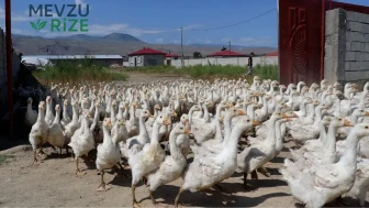 Hobiyle Başlayan Serüven: Koyun Satışıyla Çiftlik Kuran Girişimci Yılda 800 Yavru Üretiyor!