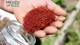 Yeni Tarım Projesi ile Köyde Ekonomik Dönüşüm: Türkiye'nin Değerli Ürünleri Burada Yetiştirilecek!