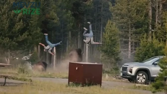 Bisonların Yellowstone'da Korkutucu Saldırısı: Yaşlı Adamı 2,5 Metre Yükseğe Fırlattı!