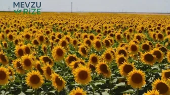 Ayçiçeği Üreticilerine Yeni Koruma: İthalat Düzenlemesi Hayata Geçti!