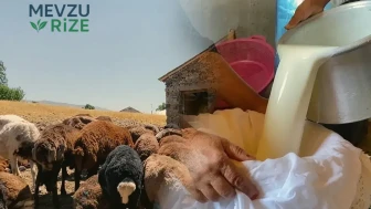 Ağrılı Üreticiler Yaz Aylarında Koyun Sütü ile Ekonomiye Katkı Sağlıyor!
