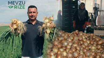 Soğan Fiyatlarında Son Durum: Üreticiler Önümüzdeki 15 Günü İşaret Ediyor