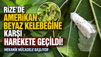 Rize'de Amerikan Beyaz Kelebeğine Karşı Harekete Geçildi! Mekanik Mücadele Başlıyor