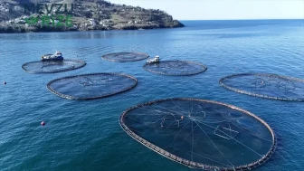 Ordu'da Kafes Balığı Üretimi: 28 Milyon Euro İhracat Geliri Elde Edildi!