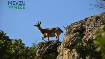 Zirveden Yürüyüş Yoluna İnenler, Tomara Şelalesi'nde Coşku Dolu Anlar Yaşadı