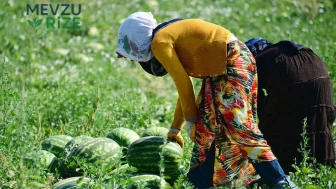 Karpuzda Emek ve Değer: Üreticinin Karşılaştığı Zorluklar 5 TL'ye Sığmıyor!