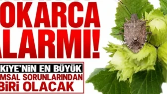 Fındıkta Kokarca Tehdidi: Türkiye Tarımında Ciddi Bir Kriz Kapıda!