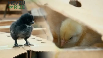 Zabıta Ekipleri Bir Otobüste 700 Canlı Hayvan Buldu: Firmaya Şok Cezası!