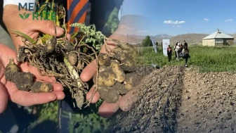 Yüksekova'da Rekor Fiyatlarla İlk Salep Hasadı Gerçekleşti: Kilosu 15 Bin TL!