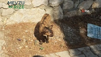 Yazır Mahallesi'ndeki Orman Yangınına Havadan ve Karadan Yoğun Mücadele Devam Ediyor!