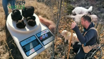 Özel Eğitimli Köpeklerle 22 Ton Kara Elmas Trüf Mantarı Rezervi Keşfedildi: Hangi İllerde Bulunuyor?