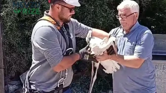 Tedavi Süreci Sonrasında Kurtarılan Leylek Yavrusu, Doğasına Kavuştu!