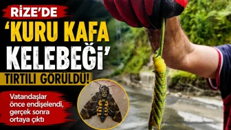 Rize'de 'Kuru Kafa Kelebeği' Tırtılı Görüldü: Vatandaşlar Önce Endişelendi, Gerçek Sonra Ortaya Çıktı