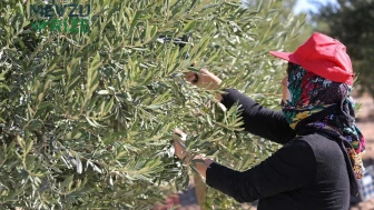 Zeytin Üreticilerinden Destek Çağrısı: Artan Hasat Maliyetleri Ekonomik Zorluklar Yarattı