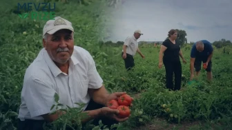 Kiralık Tarla Maliyetleri Üreticiyi Düşünüyor: Domates Fiyatları Ne Düzeyde?