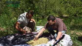 Geleneksel Dut Pekmezi, Üreticilere Ekonomik Bir Destek Sağlıyor!