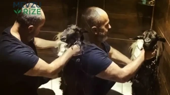 Sıcaktan Etkilen Keçisini Banyoda Rahatlattı!