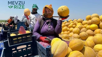 Amik Ovası’ndan Gelen Doğal Tat: Balın Kilosu Tarlada 22 Liraya Satışta!