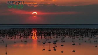 Tuz Gölü'nde Flamingo Sayısında Tarihi Zirveye Ulaşıldı!