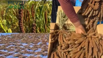 Osmaniye'de Yeni Bir Tarım Dönemi: İlk Defa Yetiştirilen Dal Darısı Üzerine Bilgiler!