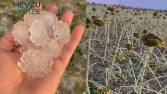 Dolu Felaketi: Ayçiçeği ve Karpuz Hasadında Ciddi Kayıplar Yaşandı