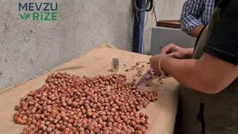 Fındık Üreticileri Yeni Sezon Fiyatlarının Belirlenmesini Bekliyor