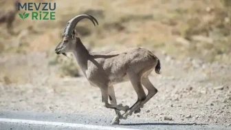 Korunan Yaban Keçisi Avlayan Kaçak Avcıya Rekor Hapis Cezası Verildi!
