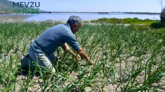 400 Yıllık Gelenekten Yararlanarak Tuzlu Su ve Kumda Tarımda Devasa Verimler Elde Ediliyor