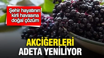 Şehirlerin Kirli Havasına Doğal Bir Çözüm: Akciğer Yenileyen Yöntemler!