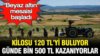 Beyaz Altın Üretimi Hızlandı: Kilo Fiyatı 120 Lira, Günlük Kazanç 1500 Lira
