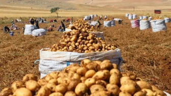 Patates Fiyatlarında Artış: Sandıklı'da Hasat Dönemi Başladı!
