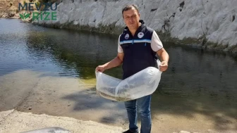 Soma'da Su Kaynaklarına 250 Bin Sazan Yavrusu Bırakıldı!