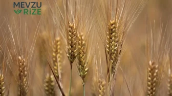 Ukrayna'nın en önemli tahıl limanı vuruldu