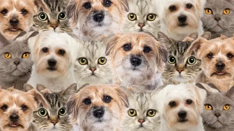Zeka testi: Kedi ve köpeklerin içindeki tek civciv nerede" 800 kişi denedi 15'i başarılı oldu