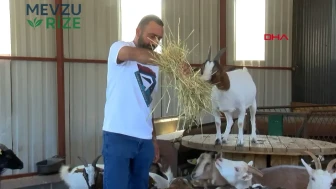 Ayaşlı Besici Keçi Sürüse İki Hayvanla Başladı, Şimdi Büyük Bir İşletmeye Dönüştürdü!