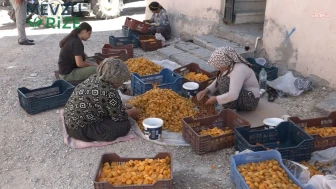 Kayısı Üreticileri TMO'ya Acil Alım Talebinde Bulundu: Maliyetler ve Düşük Fiyatlar Tehdit Ediyor!