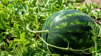 Karpuz Seçerken Dikkat Edilmesi Gereken Püf Noktası: Kabuğundaki Renk Her Şeyi Ortaya Koyuyor!