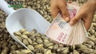 Şanlıurfa'da Fıstık Hasadı Zamanı: İç Fıstığın Kilogram Fiyatı Hangi Rakamları Aştı?