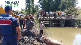 Bartın'da Su İçmek İsterken Tehlike Atlatan İneğin Şaşırtan Kurtuluşu!
