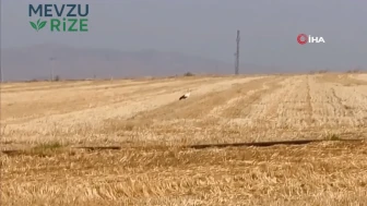 Eskişehir’de Leylek, Partnerinden 5 Gün Boyunca Ayrılmayı Reddetti!