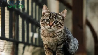 Sultangazi'de Komşular Arasında Yavru Kedi Nedeniyle Gerginlik!