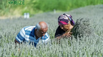 '7 Yıllık Lavanta Bahçesinde Hüzün Dolu Veda: "Eşim Hepsini Söküp Atacak" Dedi, Gözyaşlarına Boğuldu!'