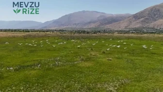 Göç Hattındaki Leyleklerin Dinlenme Anları Kameralara Yansıdı