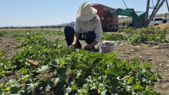 198 çeşit tescilli bitki üzerinde çalışıyorlar: Yüz yıllık kurumda geleceğin mühendisleri yetişiyor
